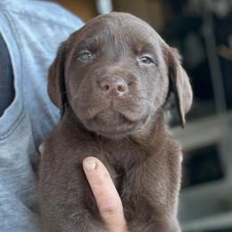 Cocoa Ember Dawn - Chocolate female Labrador Retriever puppy in Baldwin City, Kansas from Hedge Lane Labradors