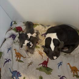 Boston Terrier puppies from Bill's Baby Bostons