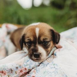 American Corgi and Pembroke Welsh Corgi Puppies from Dollhouse Farm