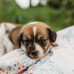 American Corgi and Pembroke Welsh Corgi Puppies from Dollhouse Farm