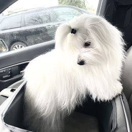 Coton de Tulear Puppies from White Flurry Cotons