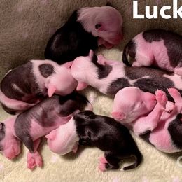 Chinese Crested Puppies from Chinese Checkers Chinese Cresteds