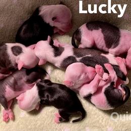 Chinese Crested Puppies from Chinese Checkers Chinese Cresteds