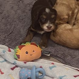 Australian Labradoodle and Double Doodle Puppies from Little Kingdom Doodles