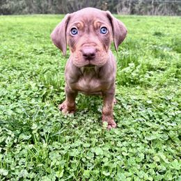 Cinnamon - Red merle female Catahoula Leopard Dog puppy in Washington from Coweeman Catahoulas