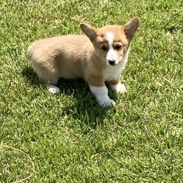 Diesel - Red Pembroke Welsh Corgi puppy in Great Bend, Kansas from Mak-N-Hay Farms