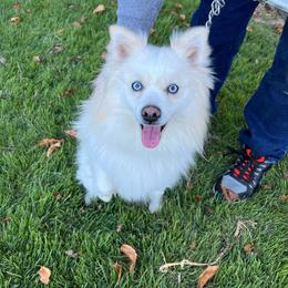Pomsky puppies from Paris Pomskies