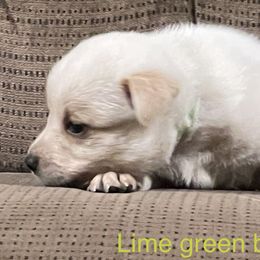 Boy 4 - Red mottled Australian Cattle Dog puppy in Eudora, Kansas from Captain’s Creek Labradors & Australian Cattle Dogs
