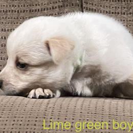 Boy 4 - Red mottled Australian Cattle Dog puppy in Eudora, Kansas from Captain’s Creek Labradors & Australian Cattle Dogs
