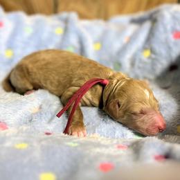 Katy - Apricot female Goldendoodle puppy in Pittsburg, Texas from Grace Springs Goldendoodles
