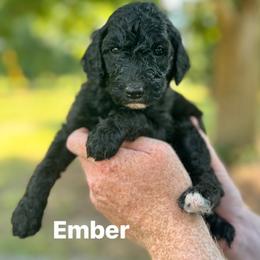 Ember - Black female Poodle puppy in Athens, Georgia from Alexander’s Standard Poodles