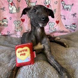 Male 3 - Black brindle and white male Greyhound puppy in Steamboat Rock, Iowa from River Valley Canines
