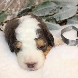 Gray - Merle male Bernedoodle puppy in Mississippi from Ewing Acres