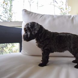 Australian Labradoodle Puppies from Australian Heritage Labradoodles