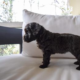 Australian Labradoodle Puppies from Australian Heritage Labradoodles