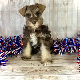 Peanut - female Miniature Schnauzer puppy in Weston, Idaho from Silver Sage Schnauzers