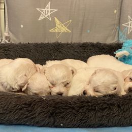 Bichon Frise Puppies from Southern Sands Bichons
