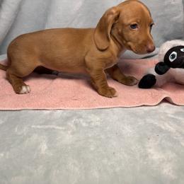 Pumpkin - Red female Dachshund puppy in Norco, California from Norco dachshunds