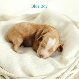 Blue boy - Red  male Goldendoodle puppy in Rio Linda, California from GoldendoodlePaw