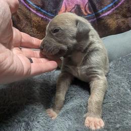 Goldberry - Blue female Great Dane puppy in Citra, Florida from AEW Farm