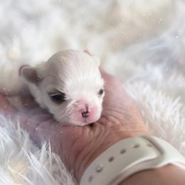 Estee - White female Maltese puppy in Mc Kinney, Texas from Made to Love Maltese LLC