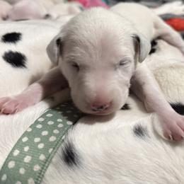 Chedder - White and black male Dalmatian puppy in Hastings, Florida from Love My Spotty Dalmatians