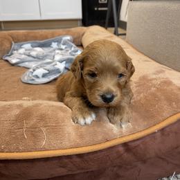 Neo - Apricot male Goldendoodle puppy in Sugarcreek, Ohio from True Hearted Doodles