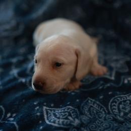 Mac - Cream male Dachshund puppy in Indiantown, Florida from Turquoise River Minature Dachshunds