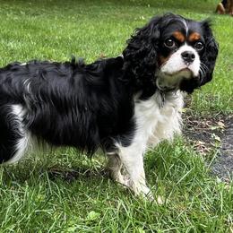 Bella - Cavalier King Charles Spaniel