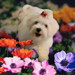 Jax - Poodle