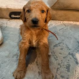 Libby - coral collar - Apricot female Goldendoodle puppy in Puyallup, Washington from Dawnie’s Doodles