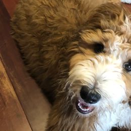Bernedoodles and Goldendoodles from KaZoo Doodles