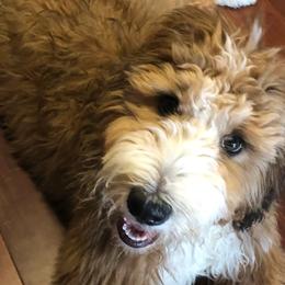 Bernedoodles and Goldendoodles from KaZoo Doodles