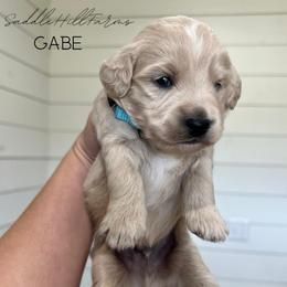 Boy - Cream male Goldendoodle puppy in Rienzi, Mississippi from Saddle Hill Farms