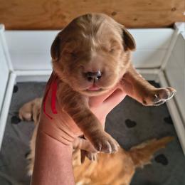 Mr Potato- Red collar  (3rd pick male) - Golden male Golden Retriever puppy in Tenino, Washington from Oak River Goldens'