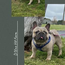 Little Man of Valor - Blue fawn male French Bulldog puppy in Cullman, Alabama from Divine Hill Farm