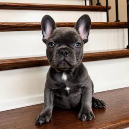 Goose - Blue male French Bulldog puppy in New Waverly, Texas from C.P. Puppy Buddies