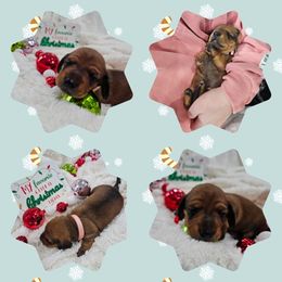 Layla - Red female Dachshund puppy in Fenton, Michigan from Always Darling Dachshunds