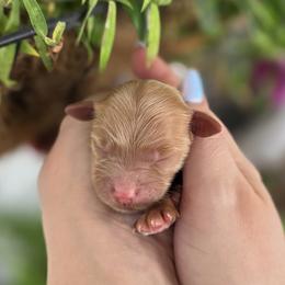 Tarzan - Apricot male Goldendoodle puppy in Decatur, Tennessee from Diamond's Doodles