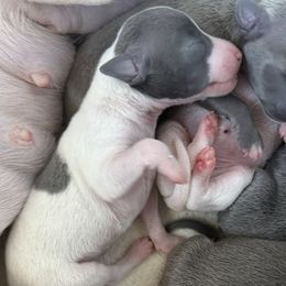 Boy 1 - male Italian Greyhound puppy in New York, New York from Julia's Italian Greyhounds