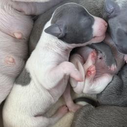 Boy 1 - male Italian Greyhound puppy in New York, New York from Julia's Italian Greyhounds