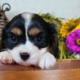 Olivia - Tri-color female Cavalier King Charles Spaniel puppy in Marshfield, Missouri from Puppyloversplace