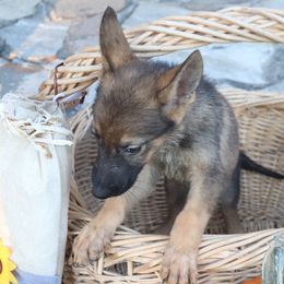 TBD - Sable male German Shepherd puppy in Newville Al, Alabama from Triple S DDR German Shepherds