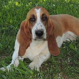 Jeannie - Basset Hound