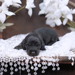 STORM - AKC Full Import Bloodline - Black and tan male Dachshund puppy in Graceville, Florida from Misty's 101 Doxies