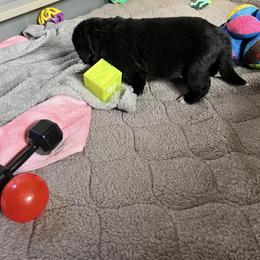 Newfoundland Puppies from Knallhart Kennels