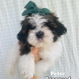 Peter - Brindle and white male Shih Tzu puppy in Jasper, Georgia from Tiny Bubbles Shih Tzus
