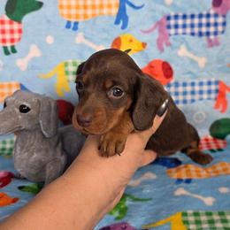 Chocolate Tan Girl - Chocolate and tan female Dachshund puppy in Austin, Colorado from Colorado Mini Dachshunds & Mini Pomskies