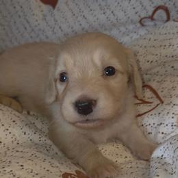 Eddie - Cream male Dachshund puppy in Barstow, California from Samy's Dachshund Den