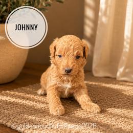 Johnny - Apricot male Golden Aussiedoodle puppy in Hyrum, Utah from Goldendoodledoo Farms